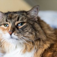 猫の目から『白い膜』が出たままに！？2つの対処法とやってはいけないこととは