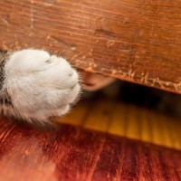 猫がドアの下からチョイチョイ手を入れてくるのはなぜ？トイレ中でもかまったほうがいいの？