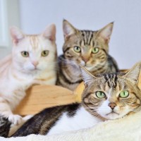 「愛猫がかわいそうだから」が間違った行為につながる事例3つ　あなたの気持ちが逆に猫を不幸にするかも