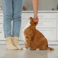 猫に「ごめんね」を伝えるためにおすすめの方法3選　かえって機嫌を損ねるNGなやり方も解説