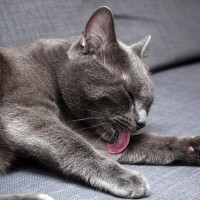いつまでもペロペロ…愛猫が「体を舐め過ぎる」ときの原因2選と対処法
