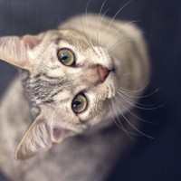 愛猫とよく目が合うのはなぜ？考えられる5つの原因を解説
