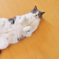 猫のいる部屋で「床の暖房器具」を使うときに気をつけるべきポイント
