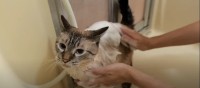 お風呂の前には爪切りを…！シャンプー中はおしゃべりが止まらない猫ちゃん