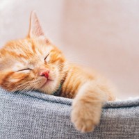 愛猫がぐっすり寝られる♪「猫ベッド」を置くスポットおすすめ4選