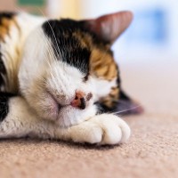 愛猫によく見られる3つの「老化の兆候」シニア猫の飼い主さんにはあるある？