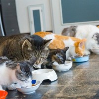 他の猫のご飯を横取り！多頭飼育の猫たちにごはんをあげるポイント