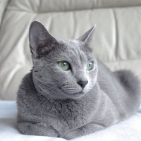 美しい毛並みが魅力的！「ブルー」な猫種、代表的な3選 それぞれどんな特徴と性格をしている？