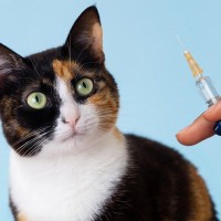 感染力の強い危険な「猫パルボウイルス感染症」症状や対策、予防法とは