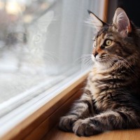 猫がじーっと「外を眺めている」ときの気持ち3選　もしかして外で遊びたいと思っている？
