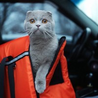 猫は旅行に連れていってもいい？考慮すべき3つのこと　猫の負担になるなら無理しないほうがベター