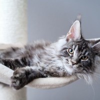 猫にとって「良い家」の4つの条件とは？愛猫に心地よく暮らしてもらうために住環境をチェック