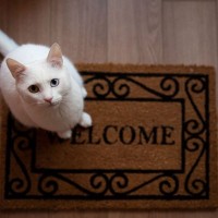 「猫がいるお家」におじゃまするときの4つの注意点　気まずくならないための最低限のマナーとは？