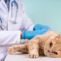 猫の「痙攣」を引き起こす病気7選　起きたときの正しい対処法や治療法など