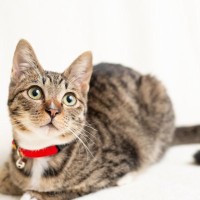 猫につけてはいけない危険な『首輪』3選　安全に選ぶために気をつけるべきことは？