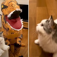 『恐竜から全力で逃げる猫』超絶ビビる姿が可愛すぎるもまさかの結末に「何回見ても爆笑」「誘惑には勝てなかったか」