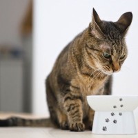 猫が『食欲不振』になる3つの理由　考えられる病気や食べてもらうための工夫