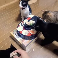猫10匹と回転寿司パーティーをやってみた結果…最高に幸せな空間に『私も参加したい』『俺よりいいもん食ってて草』