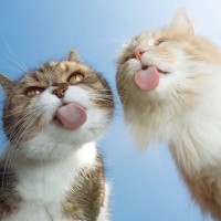 猫の『舌』にまつわる3つの話　ザラザラしているのはなぜ？猫舌って本当？