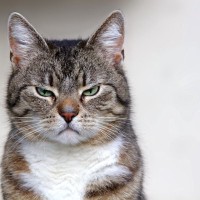 愛猫が『イライラ』している4つのサイン　イカ耳にしっぽブンブン…見られたら嫌がっている証拠かも