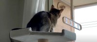 『窓の外をじ～っ』目の前のすずめに釘付けな猫ちゃん！