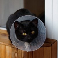 4階からの落下事故であごが砕けた猫、3D技術を活用した形成手術で無事救われる　イギリス