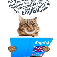 猫にまつわる英語表現5選「招き猫」「香箱を組む」…あなたはいくつ知っている？