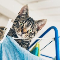 猫のいる家庭で洗濯物の「部屋干し」をする際の注意点3つ　愛猫が苦痛に感じることも