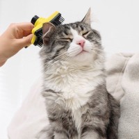 新しく猫を迎えるとき、使いまわしてもOK？NG？　アイテム別に解説