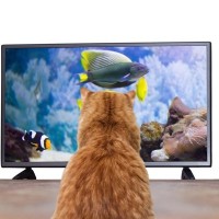 猫がじーっと『テレビ』を見るときの心理3選　もしかして楽しんでいるの？