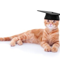 授業中は居眠り三昧！毎日学校に通い続けた猫、同級生とともに無事卒業式を迎える　コロンビア