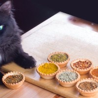 猫にとって危険な4つの『調味料』それぞれの危険性や誤食した際の対処法