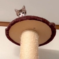 子猫『助けてぇ』キャットタワーの頂上から降りられなくなった姿に悶絶不可避…「かわえええ」「最上階まで登るなんて笑」