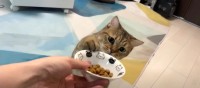 素早くおくちへ…！お皿を台に置いた瞬間、速攻でごはんを食べる猫さん