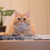 帰宅時に愛猫が『玄関』にいるときの5つの意味　「待っている」以外にも理由があった！