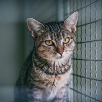 困っている猫を助けるためにできる8つのこと　ボランティアや募金…すぐにできそうなことはある？