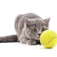 愛猫のテンションが爆上がりする『ボール』4つの特徴　上手な遊ばせ方もご紹介