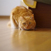 猫の『変形性関節症』とは？気になる症状や予防法、気をつけるべき猫のタイプ