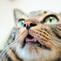 猫の正常な「呼吸」の状態は？口でハアハアしたり早くなったり…これって異常？