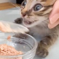 子猫たちに初めての離乳食を与えてみたら…衝撃すぎて表情が変わっちゃう姿に『食べた瞬間の瞳の変化ｗ』『目覚めた』