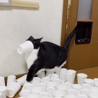 猫の前に大量の紙コップを敷き詰めてみた結果…ハプニングが続出する展開に『大爆笑必至』『翻弄されてるみんなｗ』