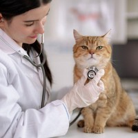 『猫白血病ウイルス感染症』の症状と予防法　猫同士の接触に注意！
