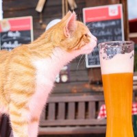 猫に『アルコール』は絶対厳禁！NGな3つの理由と誤飲したときの症状、対処法など