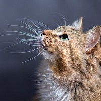 猫の『ヒゲ』で心が読める！しょぼーん…ピーン！5つのパターンとそのキモチ