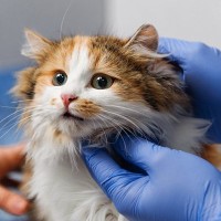 愛猫の病院通いが楽になる？　猫の『不安』を和らげる新薬、米国当局が承認