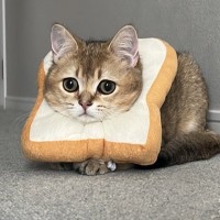 食パンのエリザベスカラーを装着した猫が可愛すぎると話題に　「美味しそう」「語彙力喪失」の声