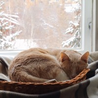 猫が『寒さに弱い』のはなぜ？2つの理由と冬を快適に乗り切るための対策