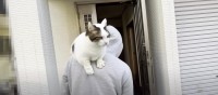 気ままに物見遊山♡飼い主さんの肩越しにお散歩を楽しむ猫ちゃん