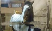猫が馬の上でくつろぐ様子が話題に　動物同士のほっこりする光景に『尊すぎる』『癒やされるわぁ』思わず笑顔になる人続出