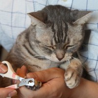 愛猫の「爪切り」がもっと楽に？　米国の研究者が「理想的な手順」を発表